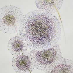 Аллиум (Салют)