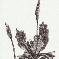 Iris 03
