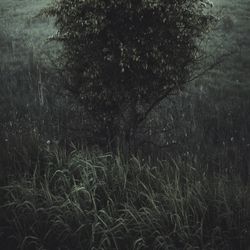 Untitled III