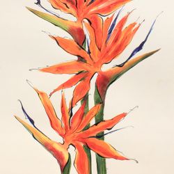 Стрелитция (3)