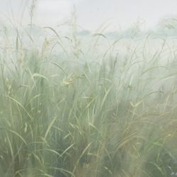 Луговые травы