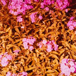 Dead leukocytes on the pink body of tyranny