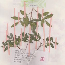Голландский альбом №47