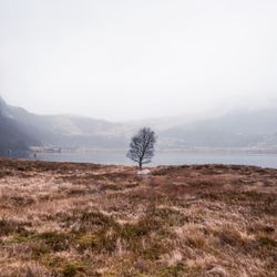The tree