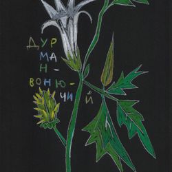 Дурман вонючий