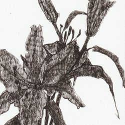 Lily 01