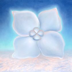 Hydrangea