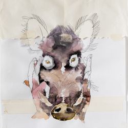 Boar