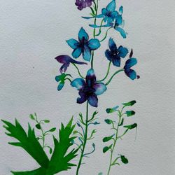 Полевые цветы. Абхазия