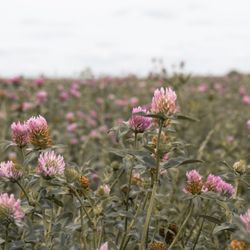 The clover
