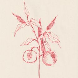 Abricots