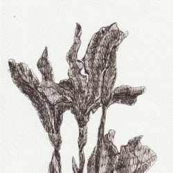 Iris 02