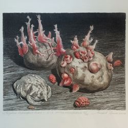 Клубень картофеля белого