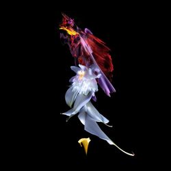 Orchid essence