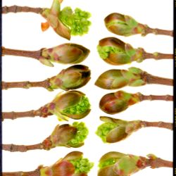 Натюрморт с бутонами клена/Stilllife with Maple tree buds