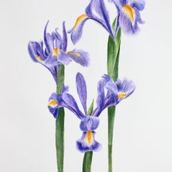 Ирисы (3)
