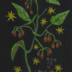 Паслён сладко-горький