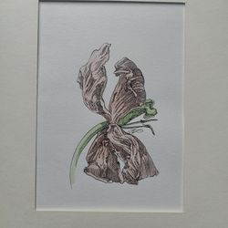 Тюльпан