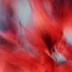 Альстромерия №3