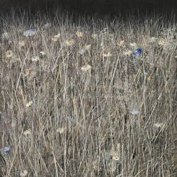 Шум