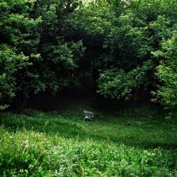 Noise in the park II 