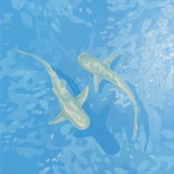 Рифовые акулы