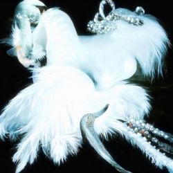 Swan