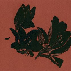Lilies terracotta