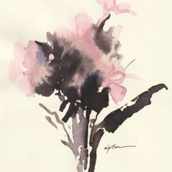 Phlox