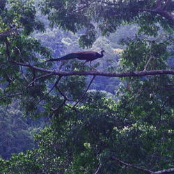 Bird of Paradise