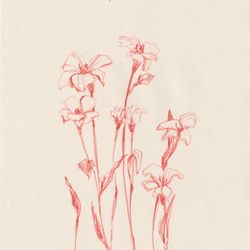 Fleur 01