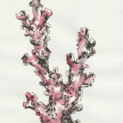 Кораллы