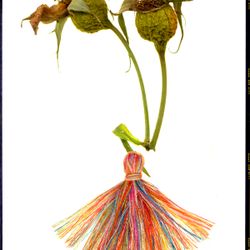 Stilllife, opus 314