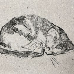 Котёнок