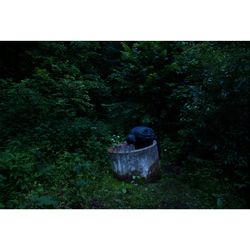 Евгений Молодцов. Вепсский лес V