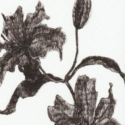 Lily 02