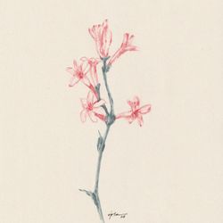 Fleur 06