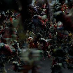 Зал Плакальщицы. Mutations Garden