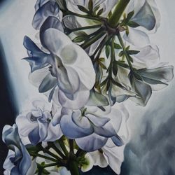 Пеларгония