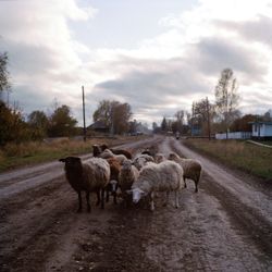 Гореловка II