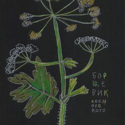Борщевик Сосновского