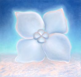 Hydrangea