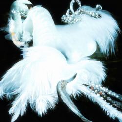 Swan