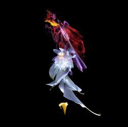 Orchid essence
