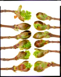 Натюрморт с бутонами клена/Stilllife with Maple tree buds