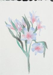 Перуанская лилия 03