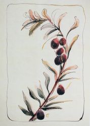Оливковая ветвь
