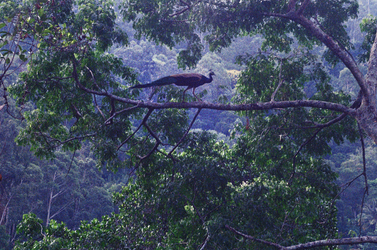 Bird of Paradise