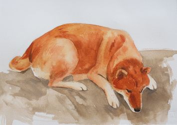 Лежащий сиба ину