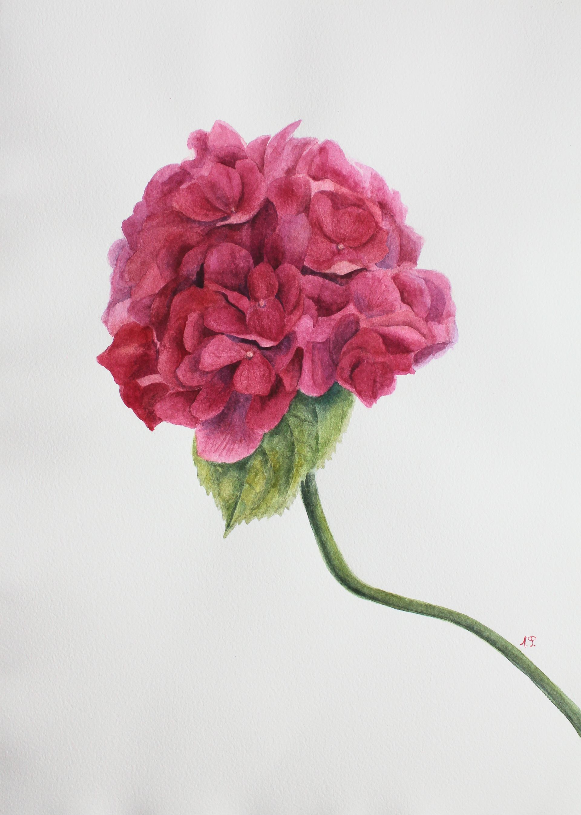 Любовь Фонарева (Авторская графика - 
                  30 x 42 см) Гортензия